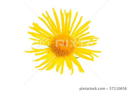 inula flower isolated inula flower isolated 57110656