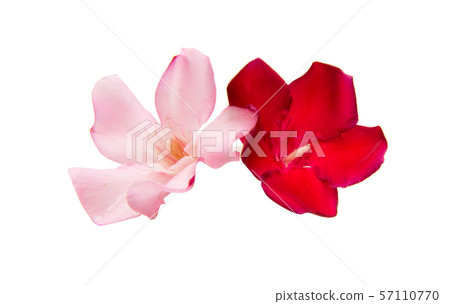 oleander flower isolated 57110770