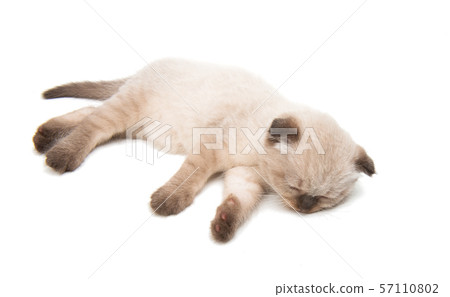 fold kitten isolated fold kitten isolated 57110802