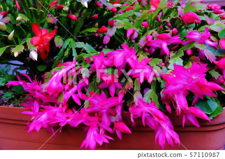 Purple cactus flower planted in a pot - Stock Photo [57110987] - PIXTA