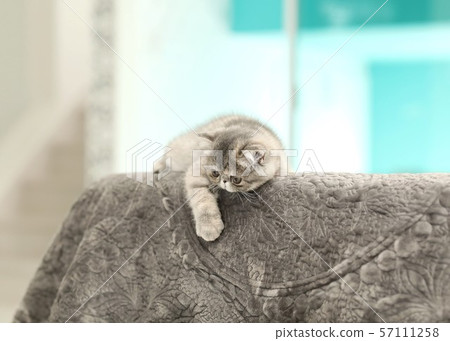 Exotic Short Hair 57111258