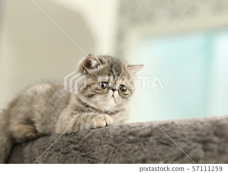 Exotic Short Hair 57111259