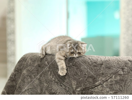 Exotic Short Hair 57111260