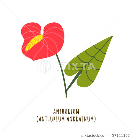 Anthurium tropical flower - Stock Illustration [57111392] - PIXTA