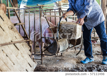Dirty young piglet waiting food in breeding farm Dirty young piglet waiting food in breeding farm 57111498