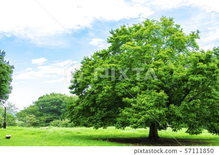 Landscape where fresh green and blue sky spread 57111850