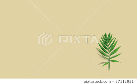 Small palm leaf from above Small palm leaf from above 57112931