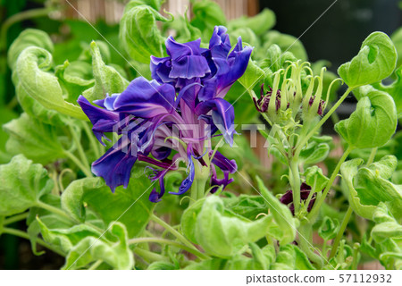 改變牽牛花71 改變牽牛花71 57112932