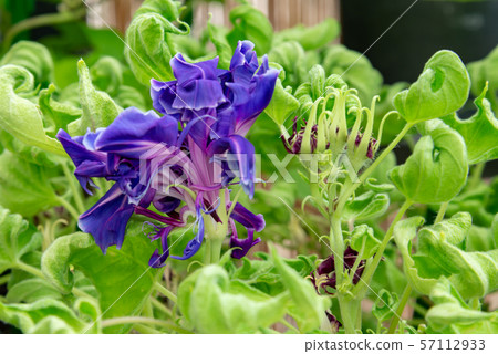 Change Morning Glory 72 Change Morning Glory 72 57112933