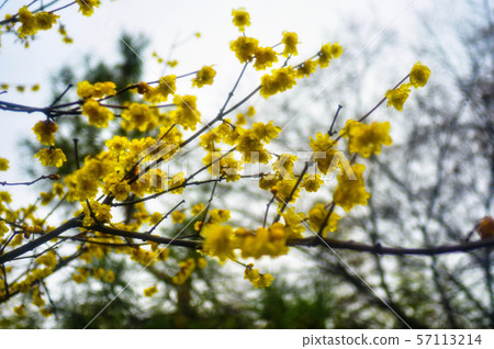 Bamboo Forest flowers, Japan Bamboo Forest flowers, Japan 57113214
