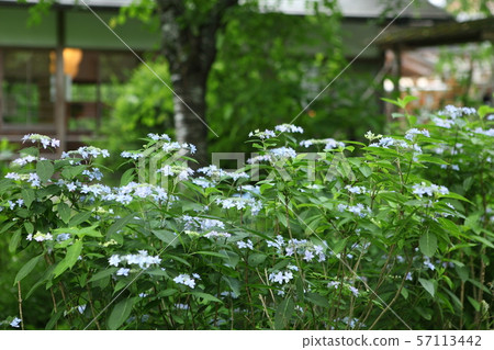 Sanzenin Hydrangea Sanzenin Hydrangea 57113442