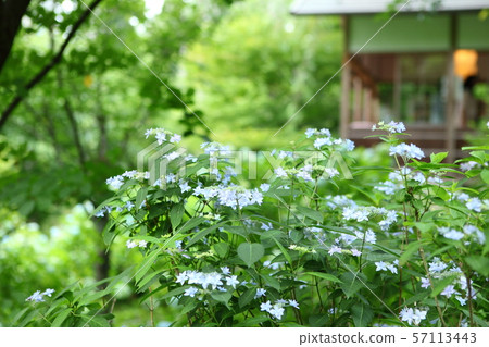Sanzenin Hydrangea Sanzenin Hydrangea 57113443