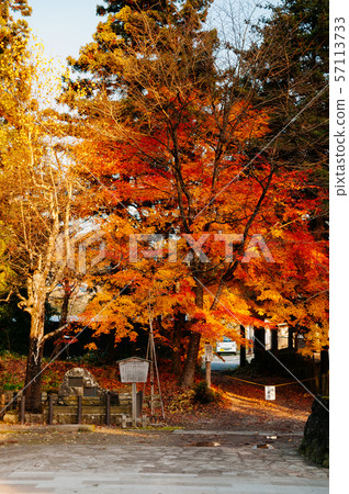 Beautiful vibrant colourful maple tree in autumn - Beautiful vibrant colourful maple tree in autumn - 57113733