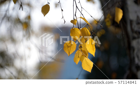 autumn yellow leaves autumn yellow leaves 57114841