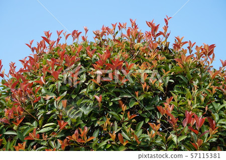 紅眼睛 紅眼睛 57115381