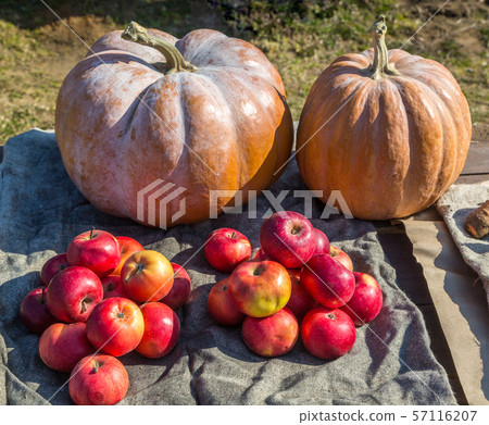pumpkin and red apples pumpkin and red apples 57116207