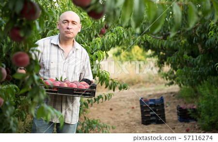 Man professional gardener holding crate with peaches in garden 57116274