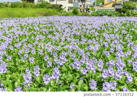Hon Yakushiji ruins water hyacinth Hon Yakushiji ruins water hyacinth 57116352