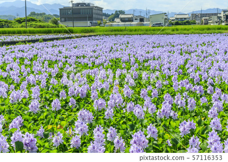 Hon Yakushiji ruins water hyacinth Hon Yakushiji ruins water hyacinth 57116353