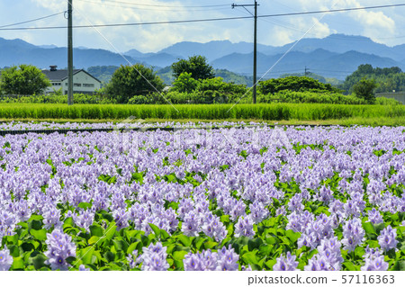 Hon Yakushiji ruins water hyacinth Hon Yakushiji ruins water hyacinth 57116363