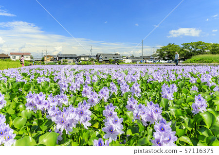 Hon Yakushiji ruins water hyacinth 57116375