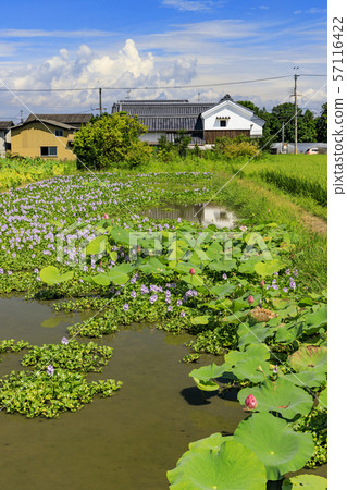 Hon Yakushiji ruins water hyacinth 57116422