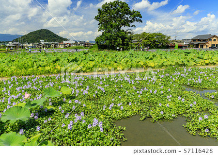 Hon Yakushiji ruins water hyacinth 57116428