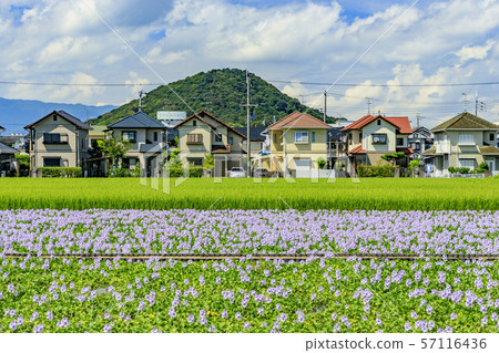 Hon Yakushiji ruins water hyacinth 57116436