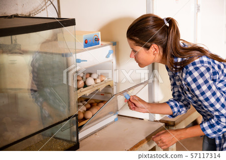 Woman controlling eggs in hatching machine Woman controlling eggs in hatching machine 57117314