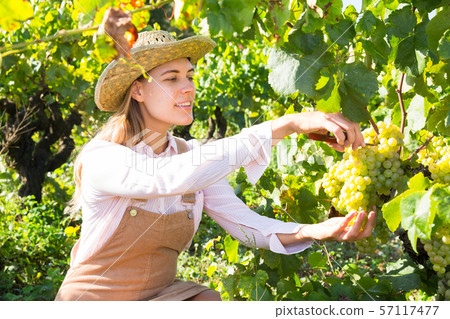 Female gathering harvest of white grapes 57117477