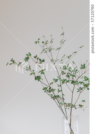 Branches laid in a vase Branches laid in a vase 57120760