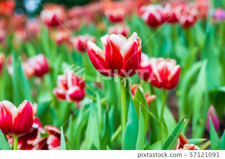 Colorful tulip winter flower in botanic garden Colorful tulip winter flower in botanic garden 57121091