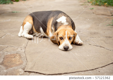 Beagle dog sleeps and rests, dog sleeps and dreams in the garden on a stone walkway. 57121362