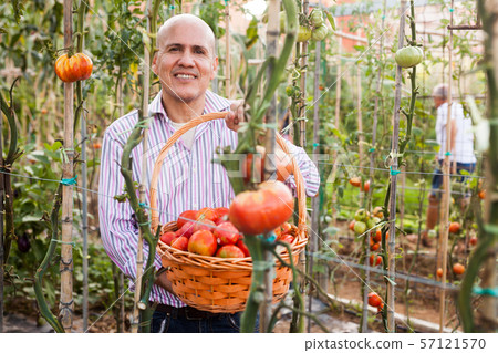 Gardener with tomatoes harvest Gardener with tomatoes harvest 57121570