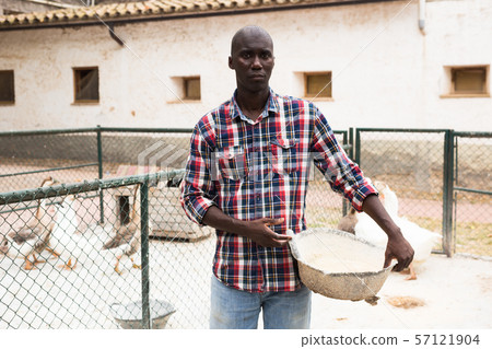 Farm worker with bird feed standing near enclosure with gooses Farm worker with bird feed standing near enclosure with gooses 57121904