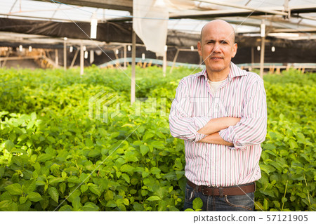 Gardener inspecting white jute plants Gardener inspecting white jute plants 57121905