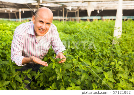 Gardener inspecting white jute plants Gardener inspecting white jute plants 57121992