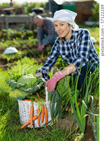 Family harvesting vegetables in the garden Family harvesting vegetables in the garden 57122289