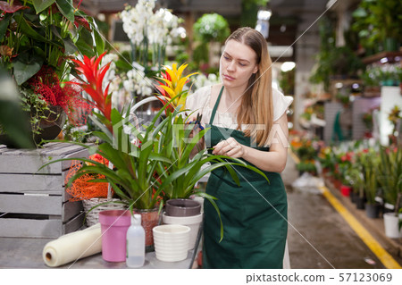 Female florist takes care of bromelia flowers in a flower shop Female florist takes care of bromelia flowers in a flower shop 57123069