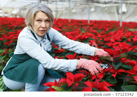 Female florist pruning poinsettia in greenhouse Female florist pruning poinsettia in greenhouse 57123342