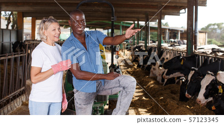 Female and male proffesional farmers standing near cow at farm Female and male proffesional farmers standing near cow at farm 57123345