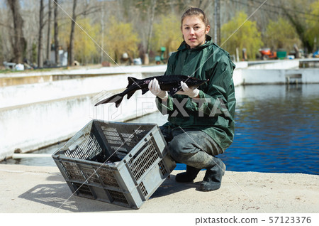 Female owner of sturgeon farm showing fish Female owner of sturgeon farm showing fish 57123376