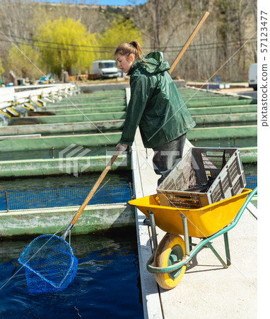 Female worker catching trout with hoop net 57123477