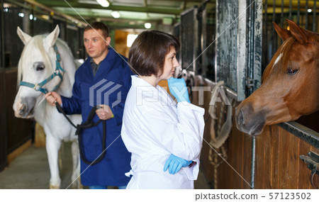 Vet giving medical exam to horse Vet giving medical exam to horse 57123502