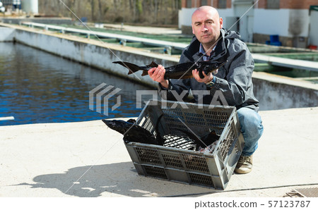 Owner of sturgeon farm showing fish Owner of sturgeon farm showing fish 57123787
