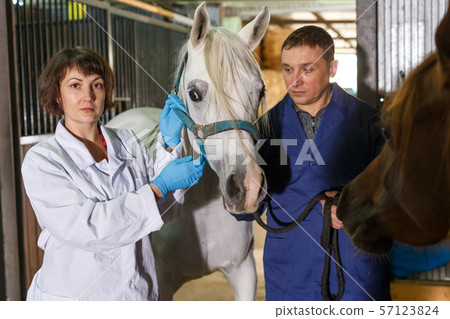 Vet checking horse at stable Vet checking horse at stable 57123824