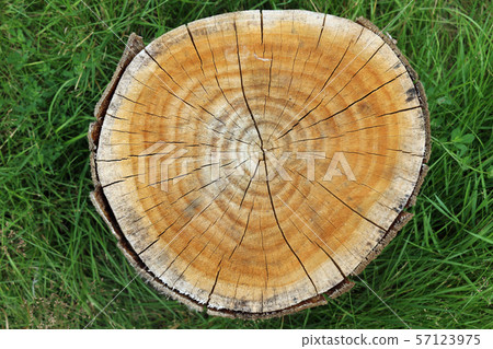 Cross section of cut tree stump 57123975