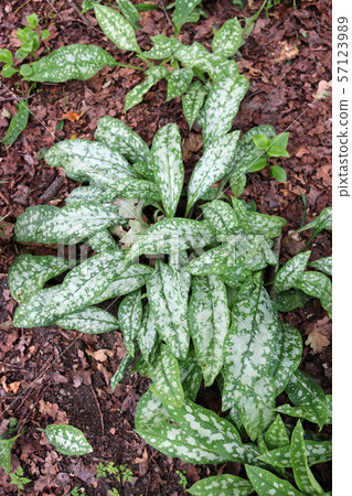 Spotted lungwort leaves 57123989