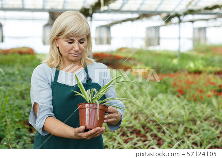 Mature female gardener working with plant of cinta in pots in greenhouse Mature female gardener working with plant of cinta in pots in greenhouse 57124105