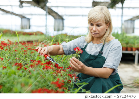 Mature woman florist with scissors taking care vervena plants in greenhouse Mature woman florist with scissors taking care vervena plants in greenhouse 57124470